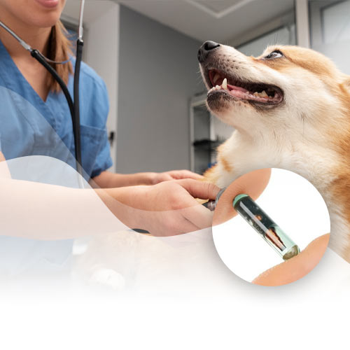 beneficio implantación de chip sin copago