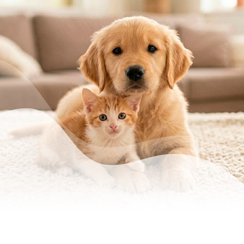 Beneficio Asistencia telefónica para tu nuevo cachorro o gatito